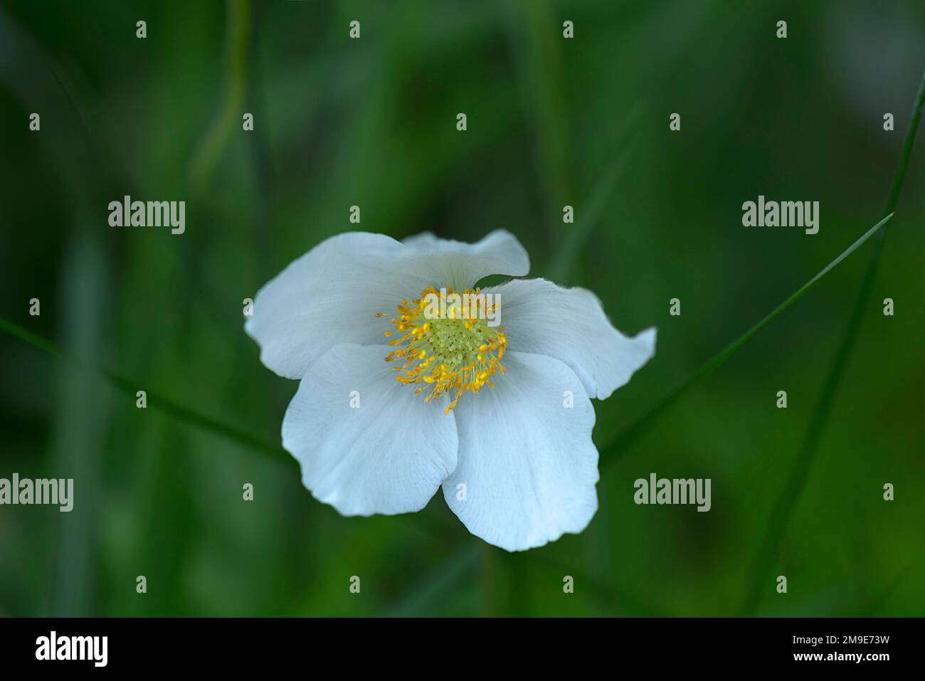 Schneeglöckchen-Anemone (Anemone sylvestris), Bayern, Deutschland Stockfoto