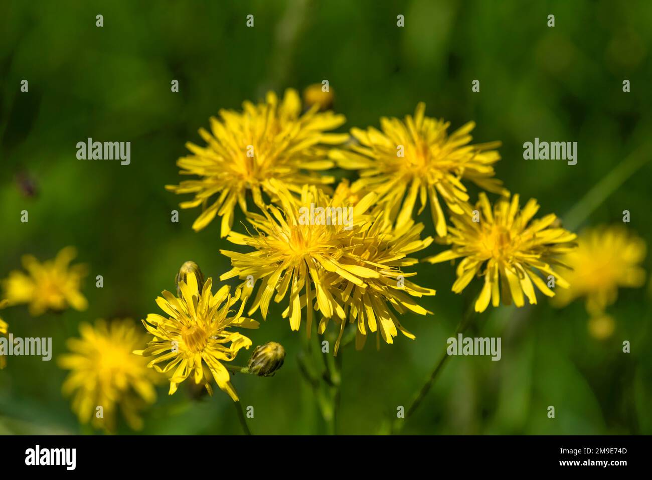 Roher Habichtsbart (Crepis biennis), Bayern, Deutschland Stockfoto