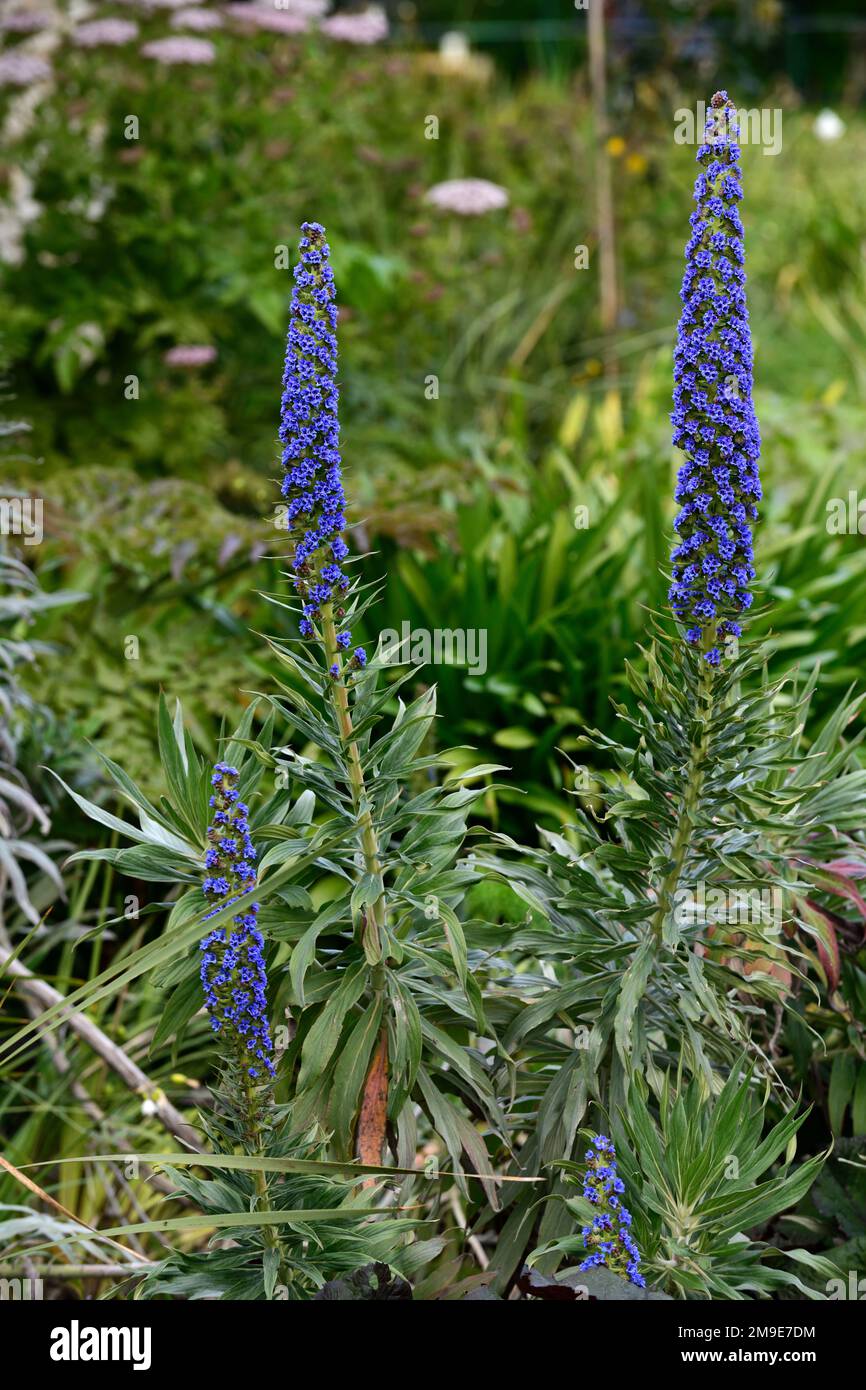 Echium, Blume, Blumen, Blüten, Biennale, blau-violette Blumen, Pflanzen, Zimt-Blumen Stockfoto