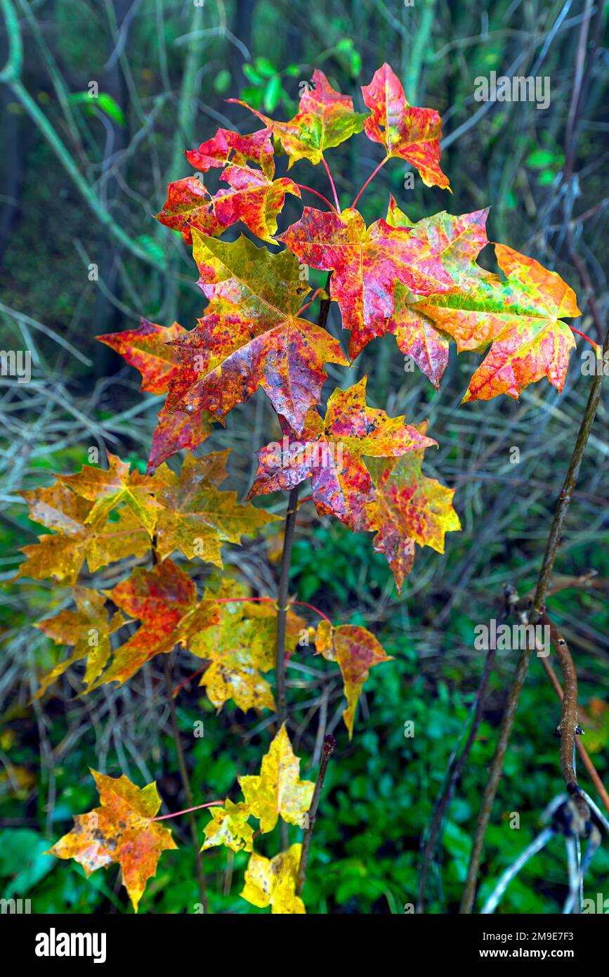 Herbstblätter auf einem jungen Ahorn (Acer), Bayern, Deutschland Stockfoto