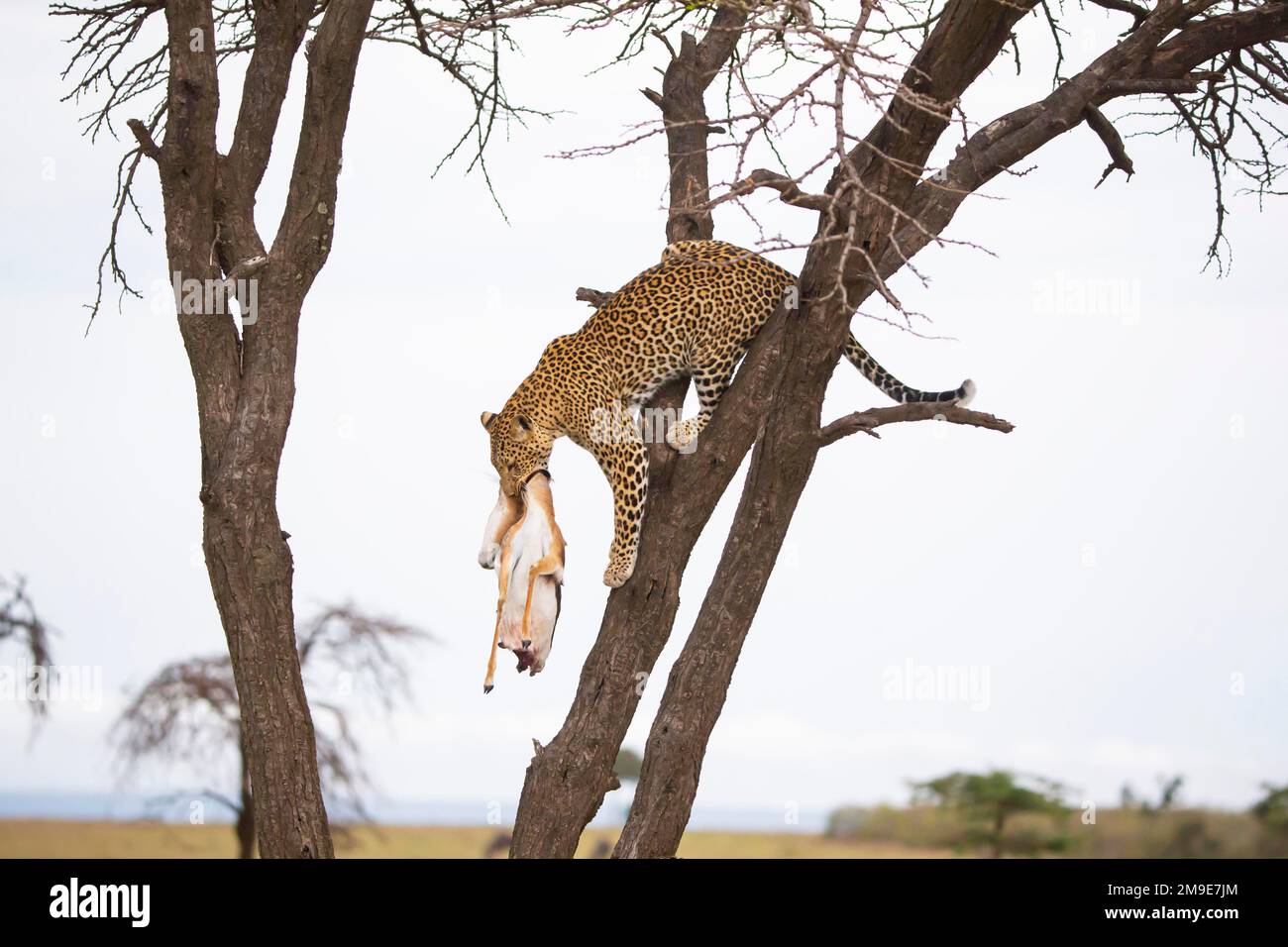 Leopard (Panthera pardus) weiblich, kommt vom Baum mit Beute runter und bringt sie zu ihren Jungen Kenia Stockfoto