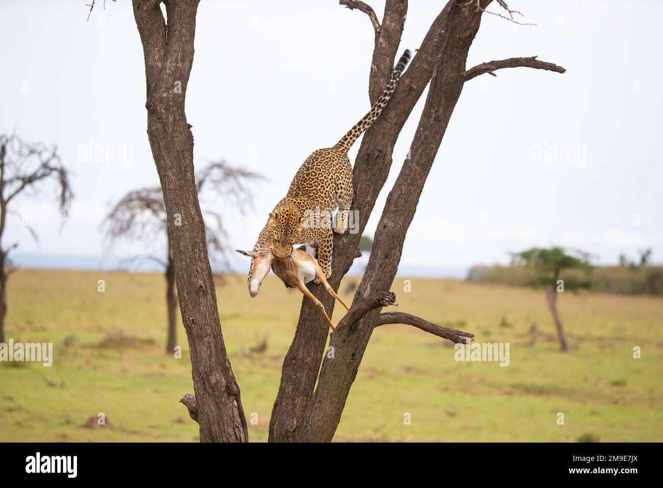 Leopard (Panthera pardus) weiblich, kommt vom Baum mit Beute runter und bringt sie zu ihren Jungen Kenia Stockfoto