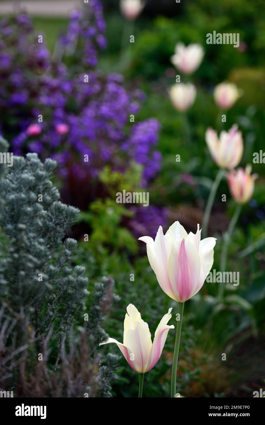 Tulipa Greigii White Fire, Tulip Greigii White Fire, Tulpen, Greigii Tulpe, Zitronengelb mit schmalen weichen Beerenroten Streifen, Frühling im Garten, Blume, Stockfoto