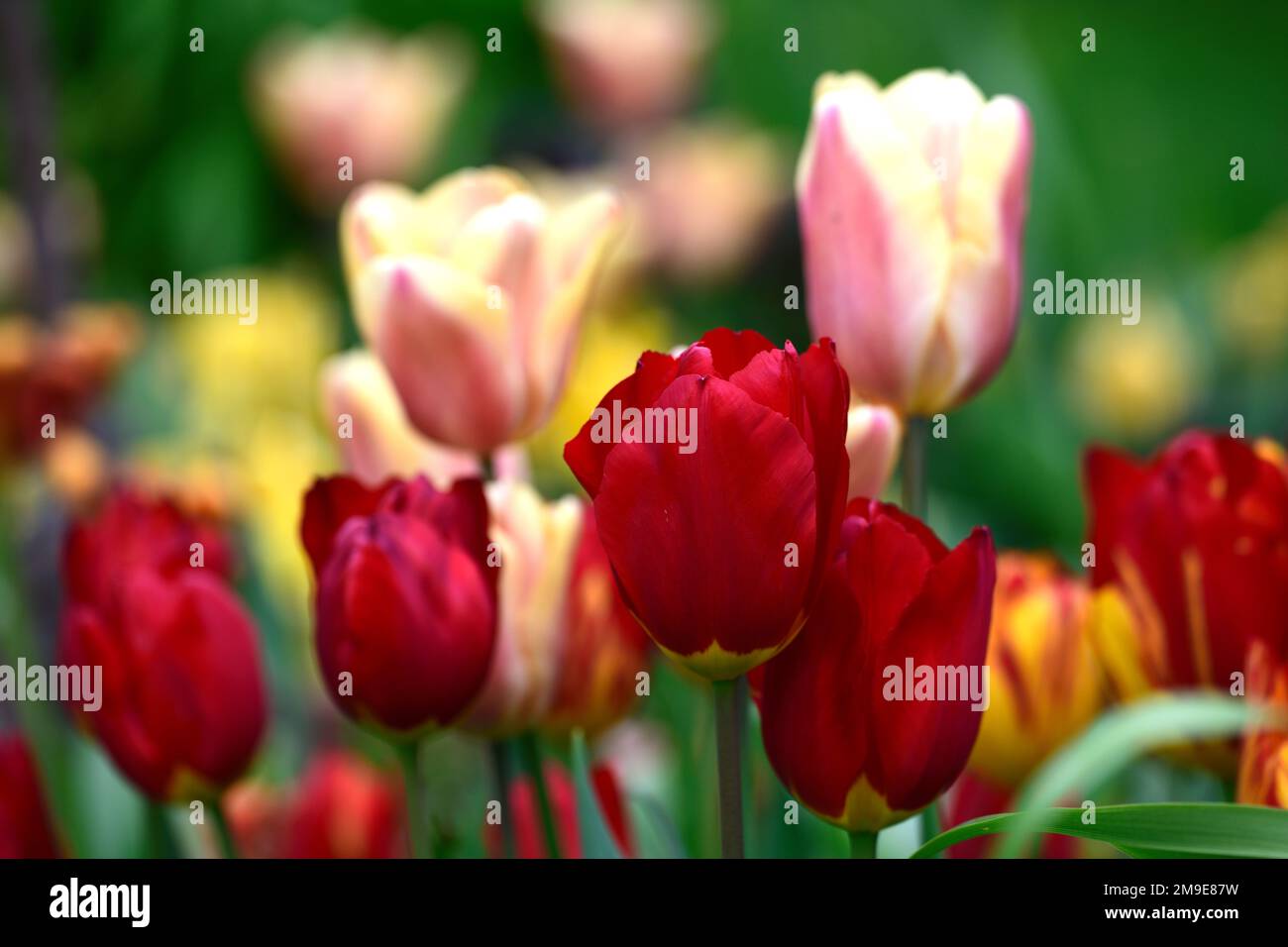 Tulipa Oxford, Tulip Oxford, scharlachrote Darwin Hybrid Tulip, scharlachrote gelbe Basis, scharlachrote gelbe Blüten, Blume, Blüten, Frühlings-Tulpen, RM Floral Stockfoto