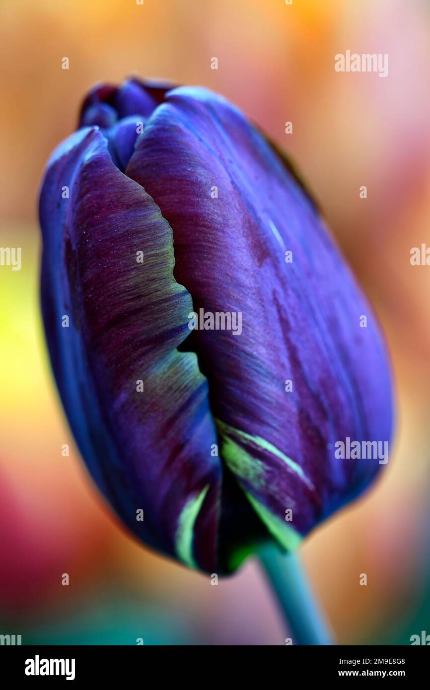 Tulipa Absalon,Tulipa Absalon rembrandt,gebrochene Tulpe,Tulip Breaking Virus,geflammte Markierungen,markiert,viral,Virus,Pflanzenvirus,Purpurrot Auf gelbem Hintergrund Stockfoto