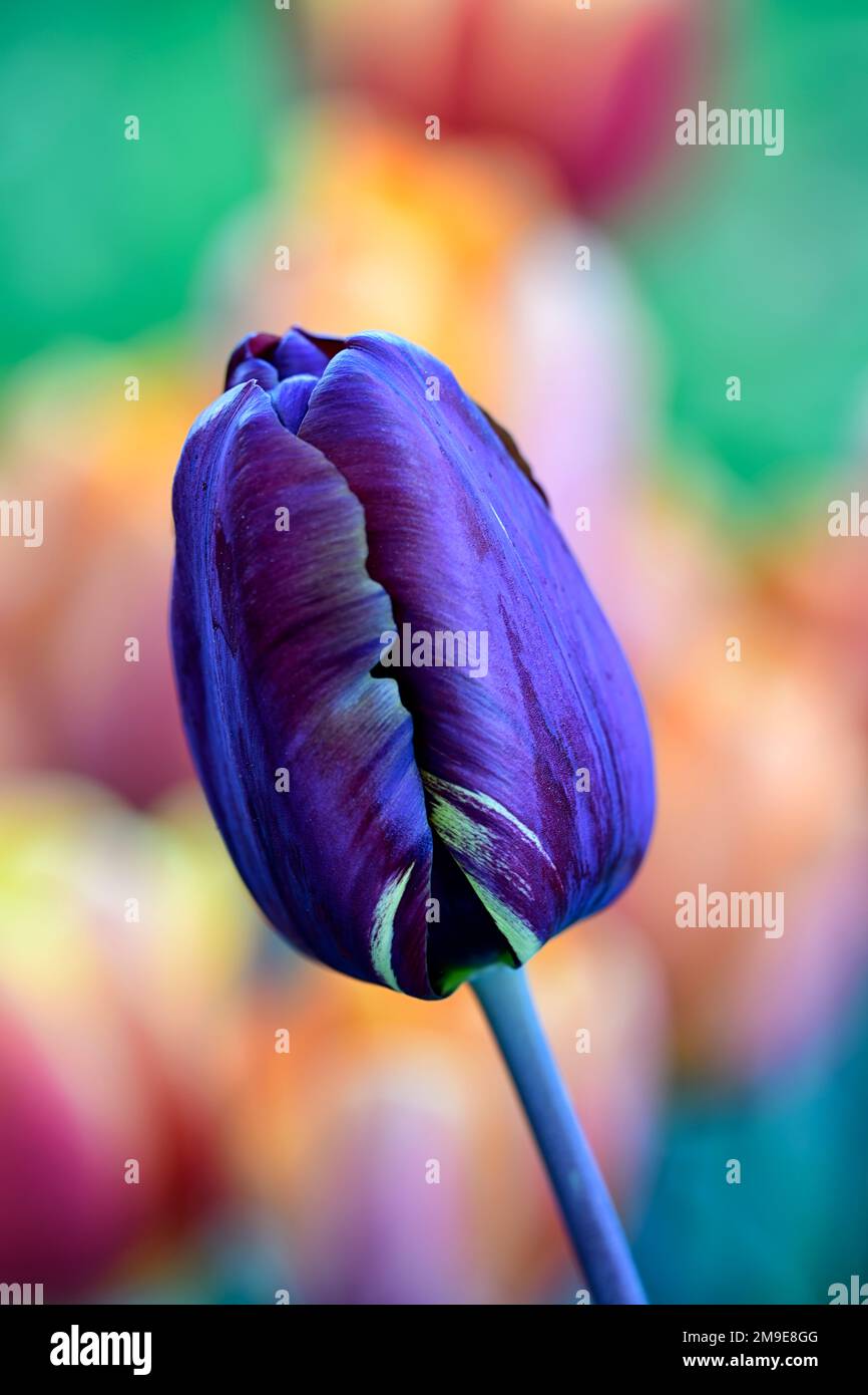 Tulipa Absalon,Tulipa Absalon rembrandt,gebrochene Tulpe,Tulip Breaking Virus,geflammte Markierungen,markiert,viral,Virus,Pflanzenvirus,Purpurrot Auf gelbem Hintergrund Stockfoto