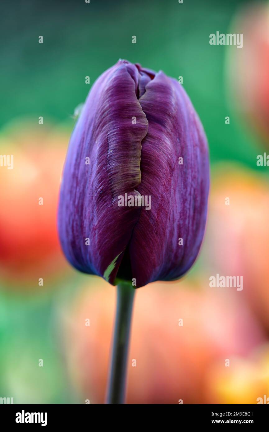 Tulipa Absalon,Tulipa Absalon rembrandt,gebrochene Tulpe,Tulip Breaking Virus,geflammte Markierungen,markiert,viral,Virus,Pflanzenvirus,Purpurrot Auf gelbem Hintergrund Stockfoto