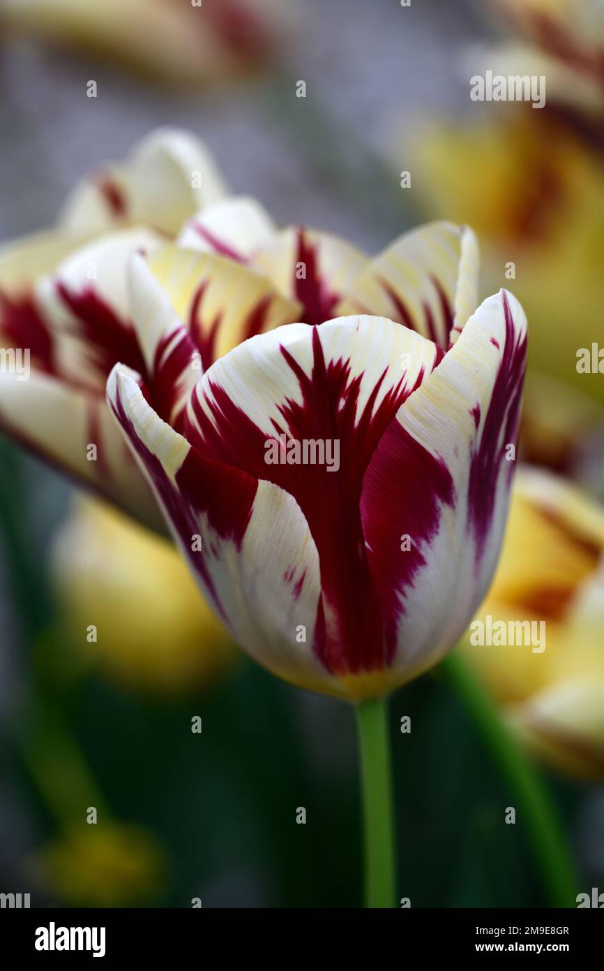 Flammende perfektion Fotos und Bildmaterial in hoher Auflösung Alamy