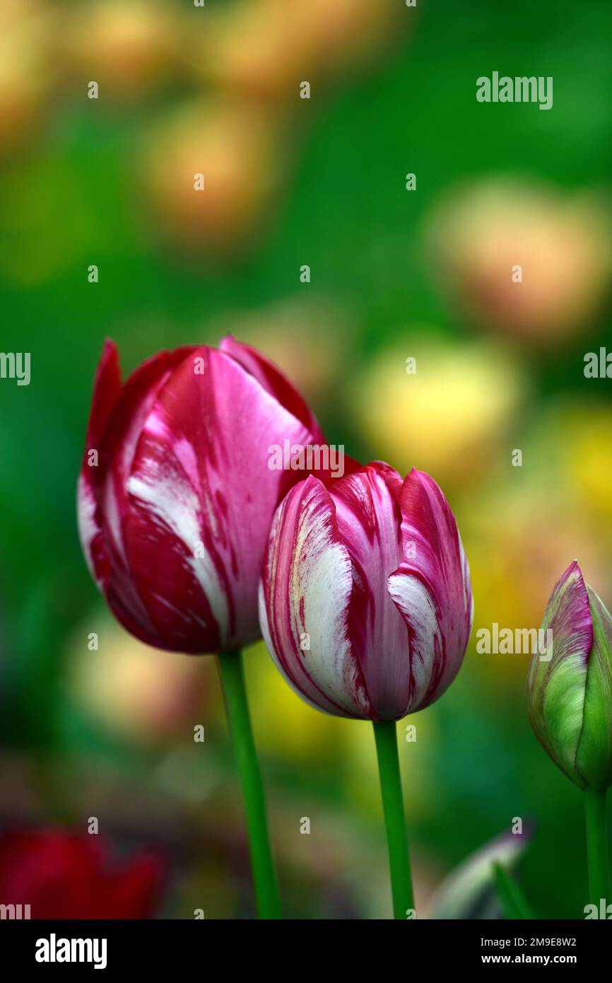 Tulipa Rubella, Tulipa Rubella rembrandt, englischer Blumenhändler Tulpe, gebrochene Tulpe, Tulip Breaking Virus, geflammte Markierungen, markiert, viral, Virus, Pflanze Virus, rosa pu Stockfoto