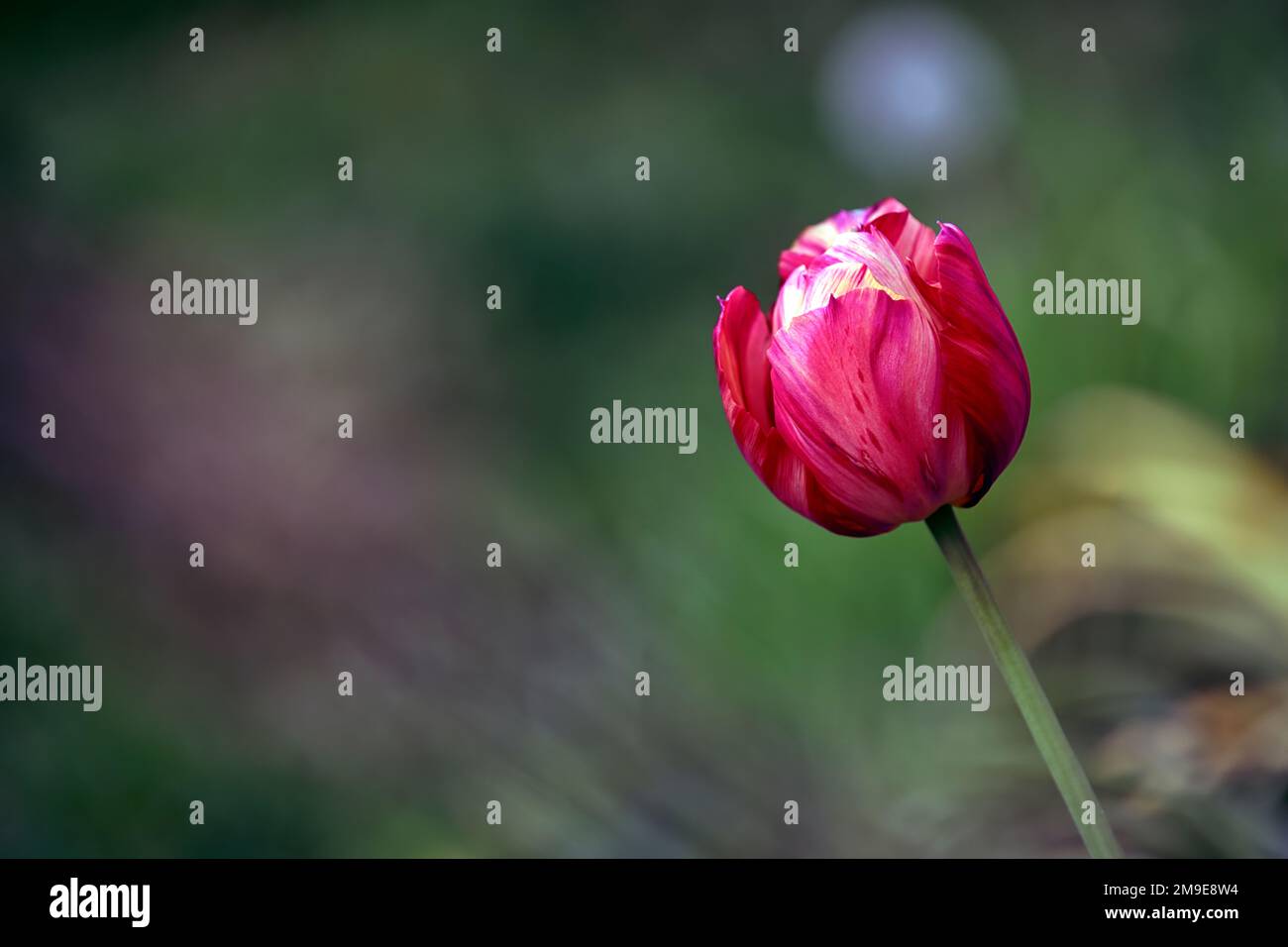 Tulipa rubens,Tulipa rubens rembrandt,Englische Florist Tulpe,gebrochene Tulpe,Tulip Breaking Virus,Flamed Markings,markiert,Virus,Virus,Pflanzenvirus,rosa rot Stockfoto