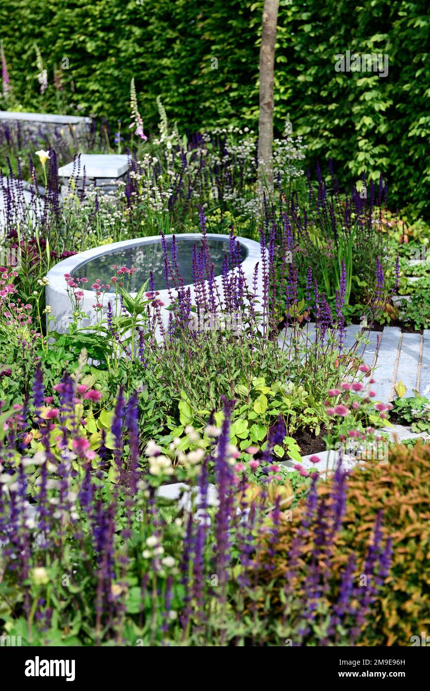 Wildtierteich, Wildtierfreundlicher Garten, Wildtierfreundlicher Garten, Salvia Nemorosa Caradonna, bienenfreundliche Pflanzung, violette Blumen, dicht gepflanzt bo Stockfoto