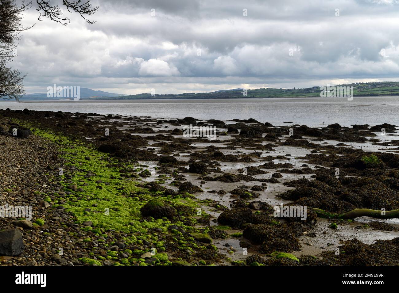 lough swilly, lough swilly Ufer, Ebbe, Ebbe in lough swilly, donegal, County donegal, irland, Algen bedeckte Felsen, Algen, Küste, RM Floral Stockfoto