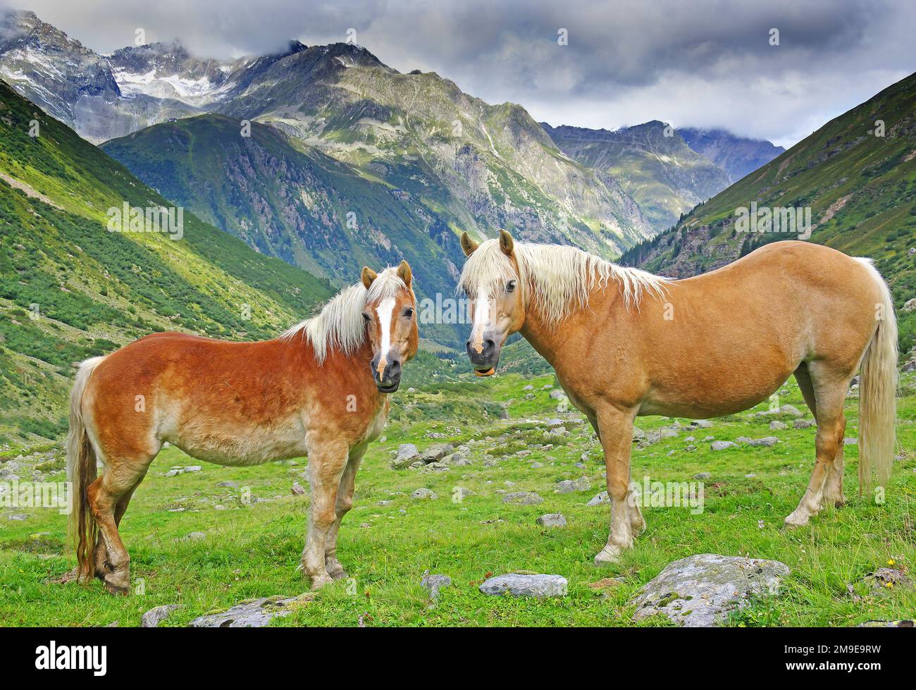 Haflingers vor dem Kaunergrat Stockfoto