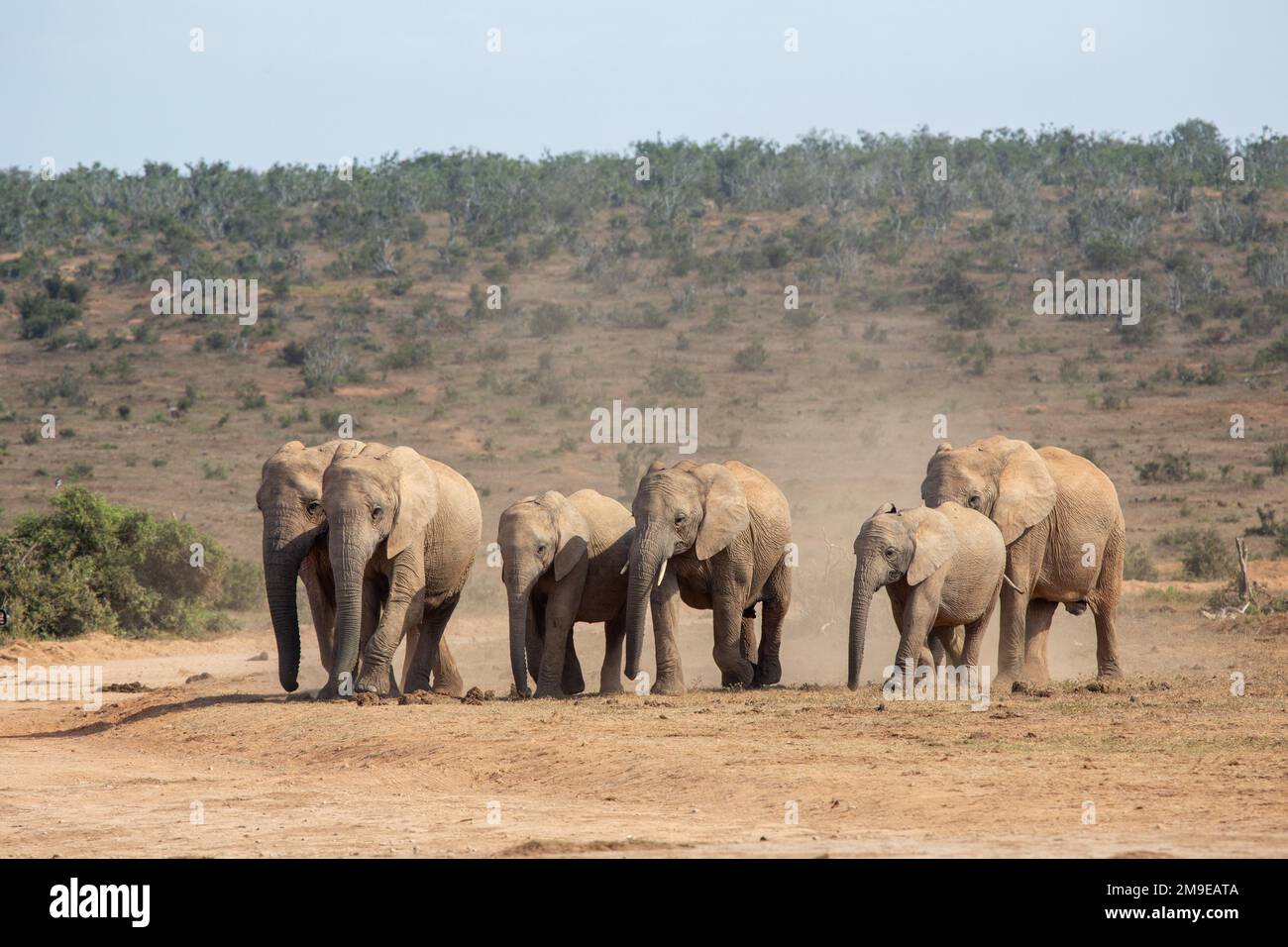 Afrikanischer Elefant (loxodonta africana), Herde, Staub, Dürre, Savanne, Addo Elephant Park, Südafrika Stockfoto
