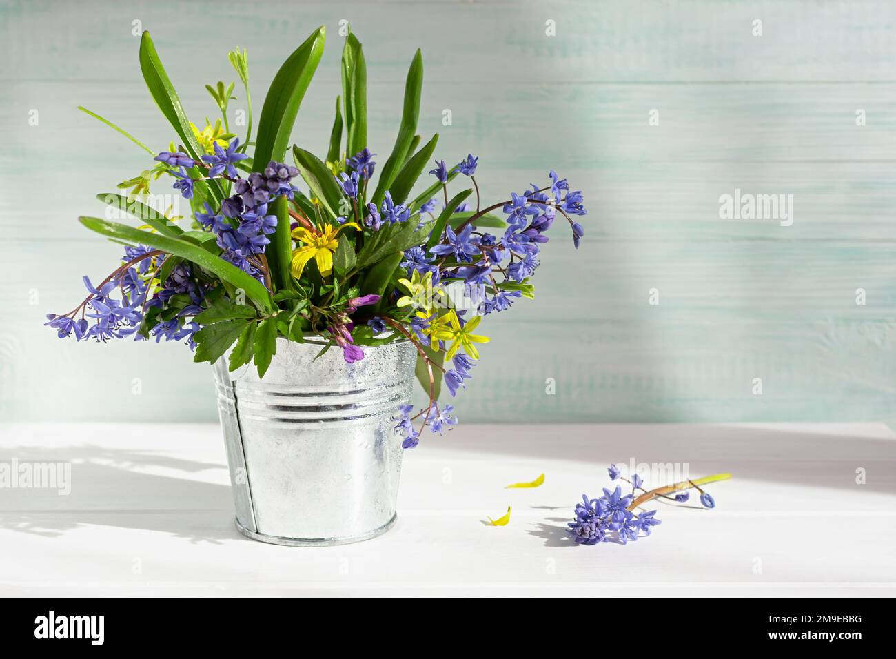 Ein Strauß blauer Schneetropfen, gelbe Primrosen in einem Metalleimer auf weißem Holzhintergrund. Das Konzept des Frühlings, erste Blumen, sonnige Stimmung. Horizont Stockfoto