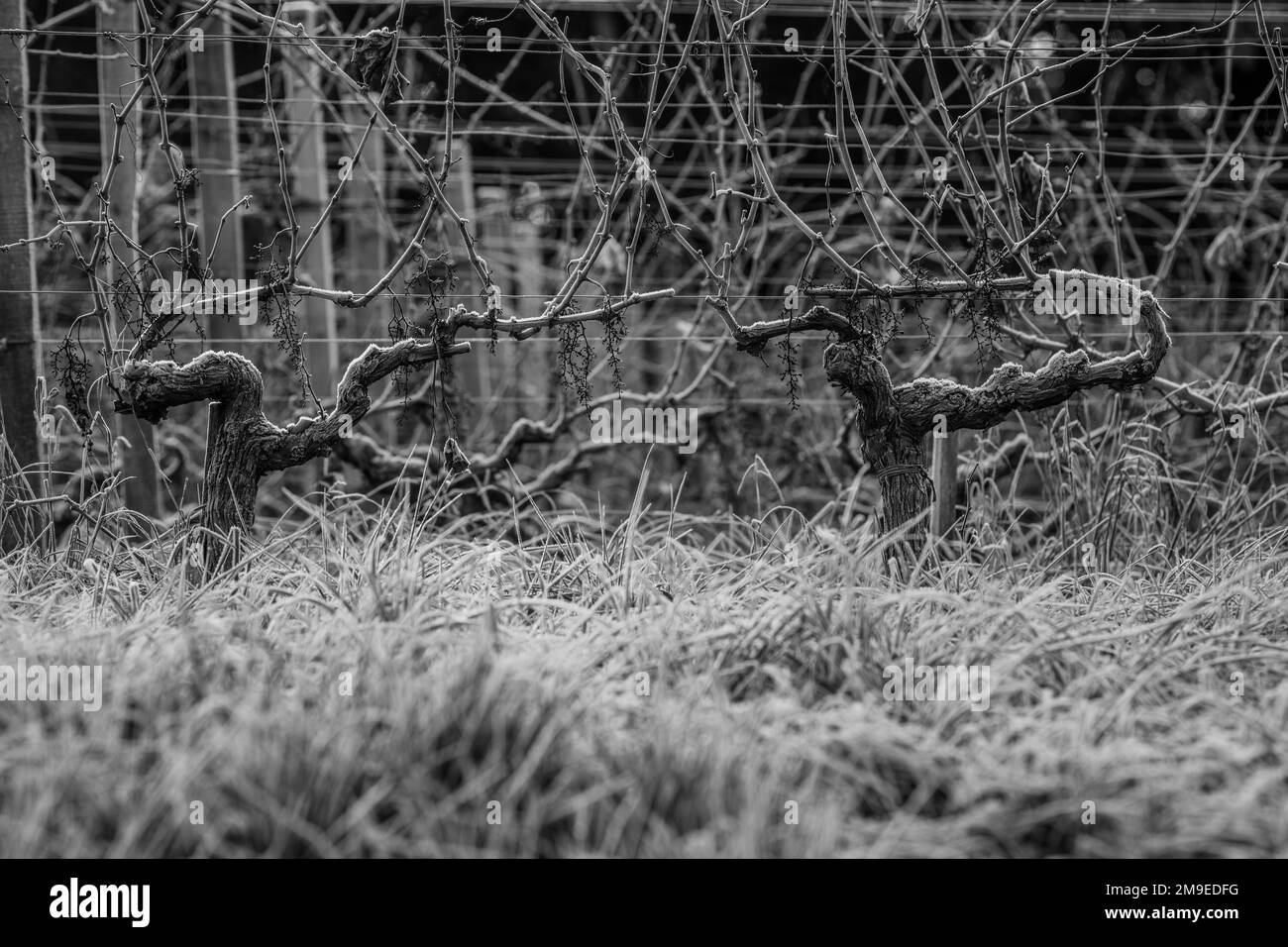 Bordeaux Weinberg über Frost und Smog und Frost im Winter, Landschaft Weinberg Stockfoto