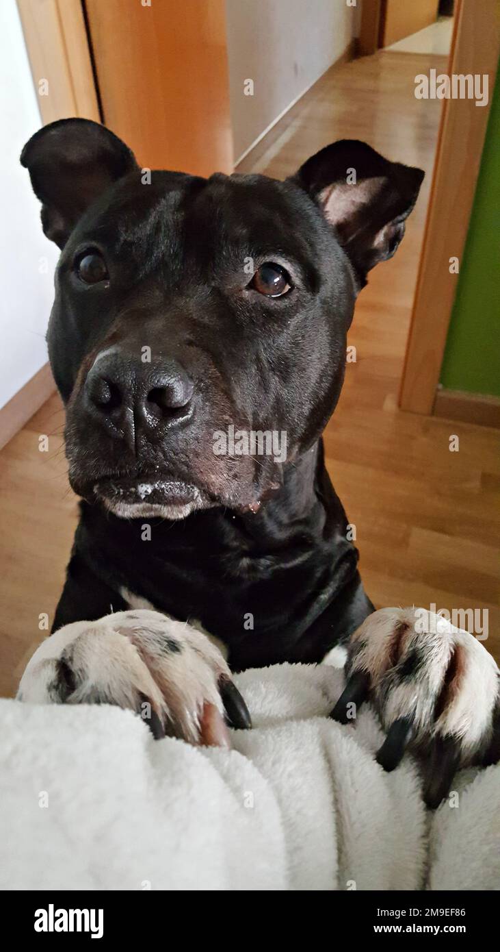 Junger schwarzhaariger amerikanischer Bully-Hund, der die Aufmerksamkeit seines Hüters verlangt. Stockfoto