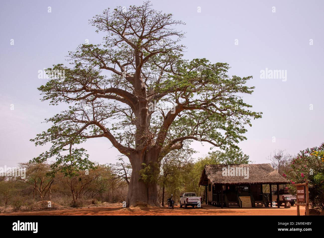 Riesenbaobab-Baum und -Hütte im Bandia-Naturschutzgebiet im Senegal Stockfoto