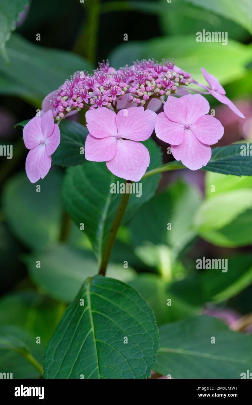 Hydrangea macrophylla Mariesii Perfecta Stockfoto