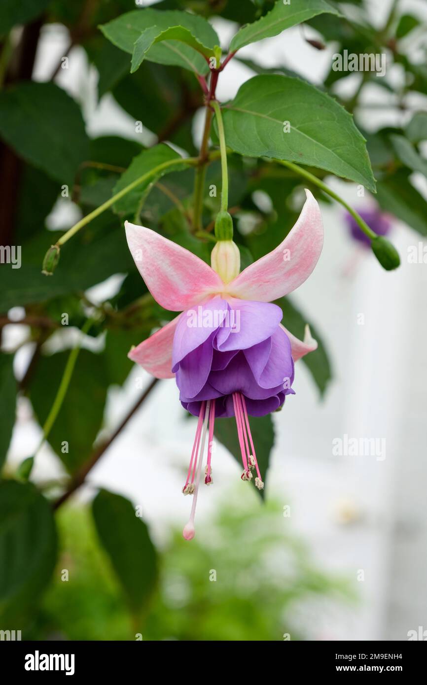 Fuchsia Eleanor Sinton, doppelter Standfuß, Röhrenfarbe – weiß, Sepalfarbe – weiß – schattiertes Pink, Corolla – Lavendel Stockfoto