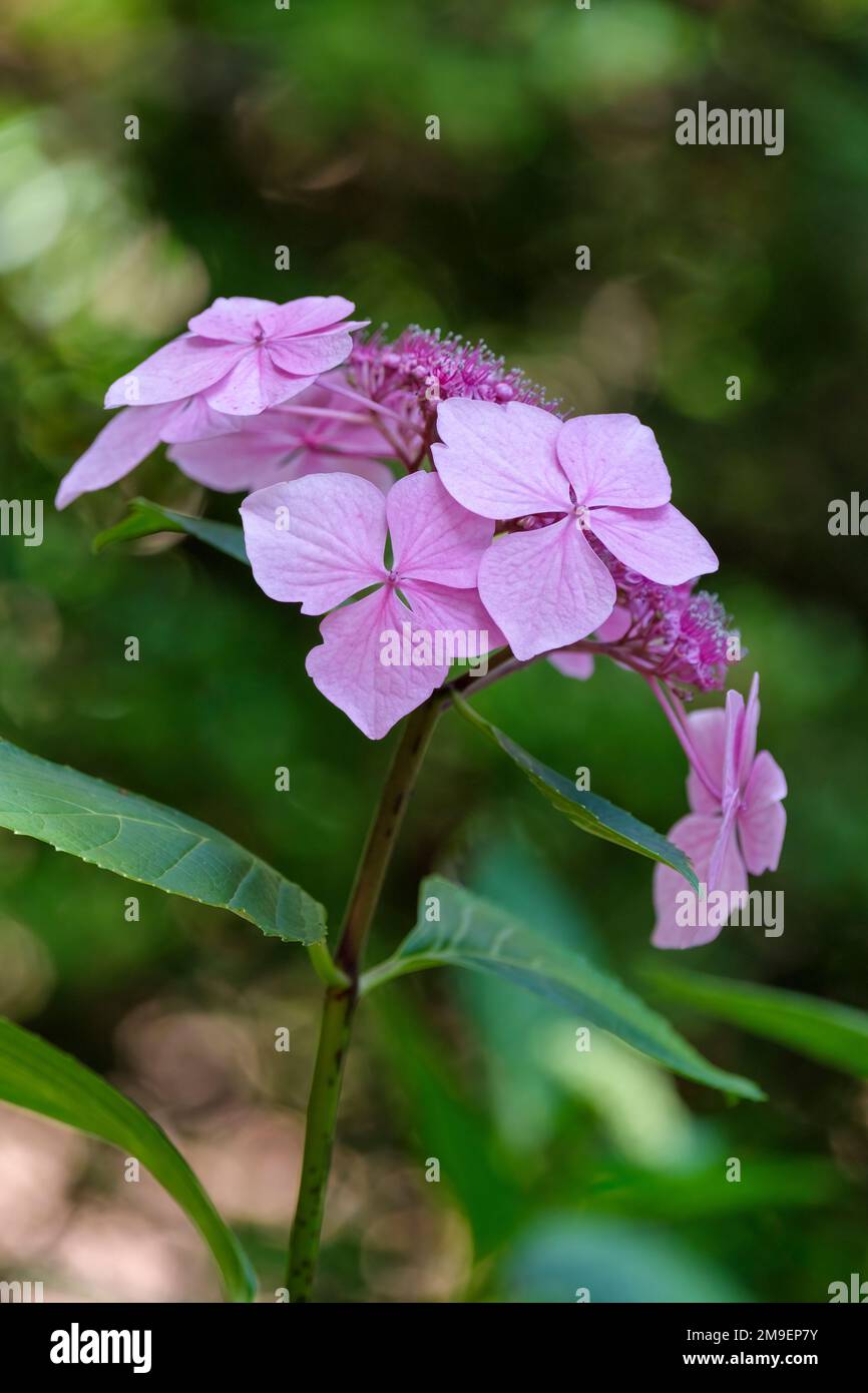 Hydrangea macrophylla Mariesii Perfecta Stockfoto