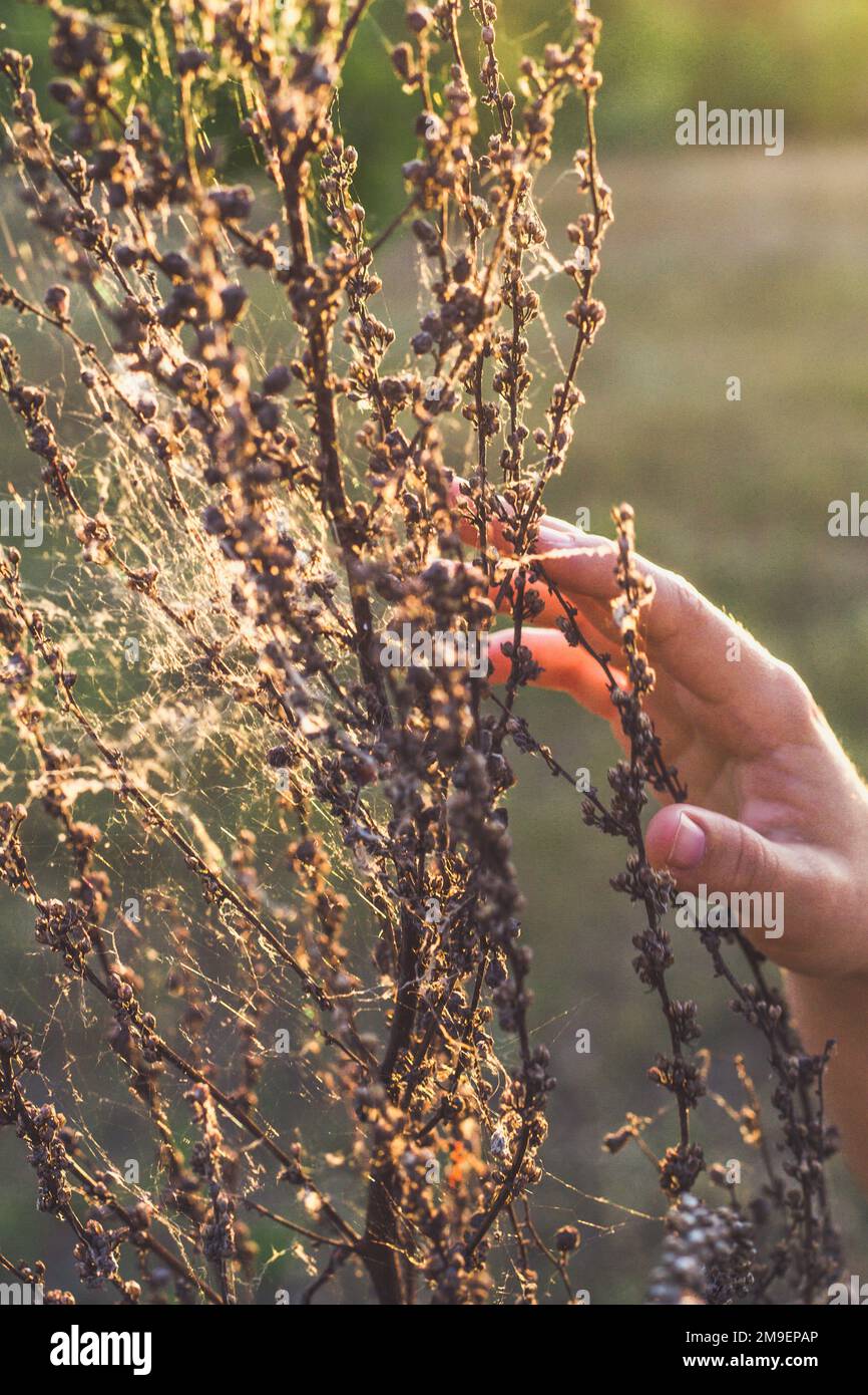 Nahaufnahme der Hand beim Berühren trockener Wildblumen mit Spinnennetz-Konzeptfoto Stockfoto
