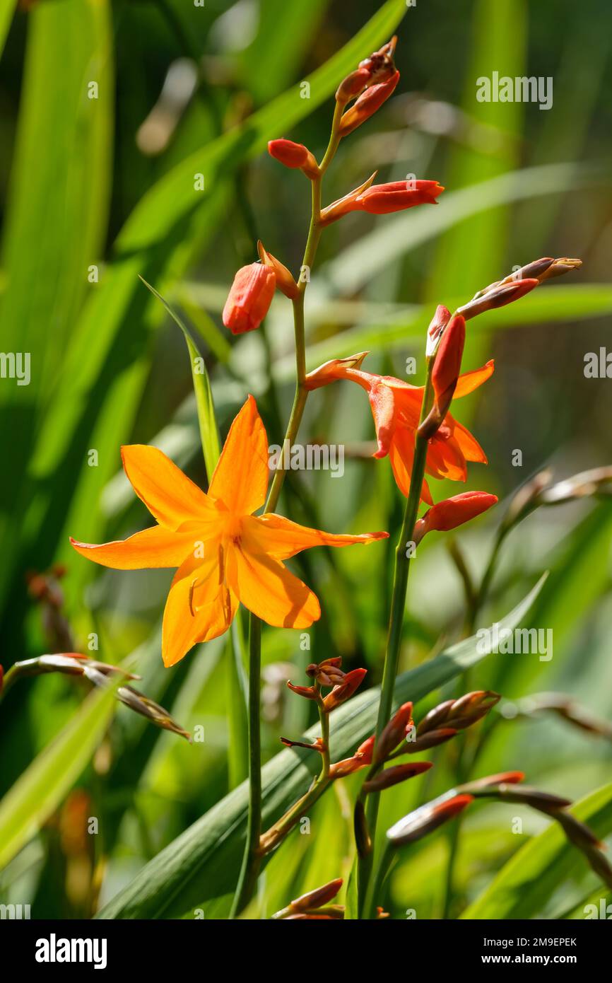 Crocosmia x crocosmiiflora Star des Ostens, Montbretia Star des Ostens, Crocosmia Star des Ostens, Staublumen mit Orangenblüten Stockfoto