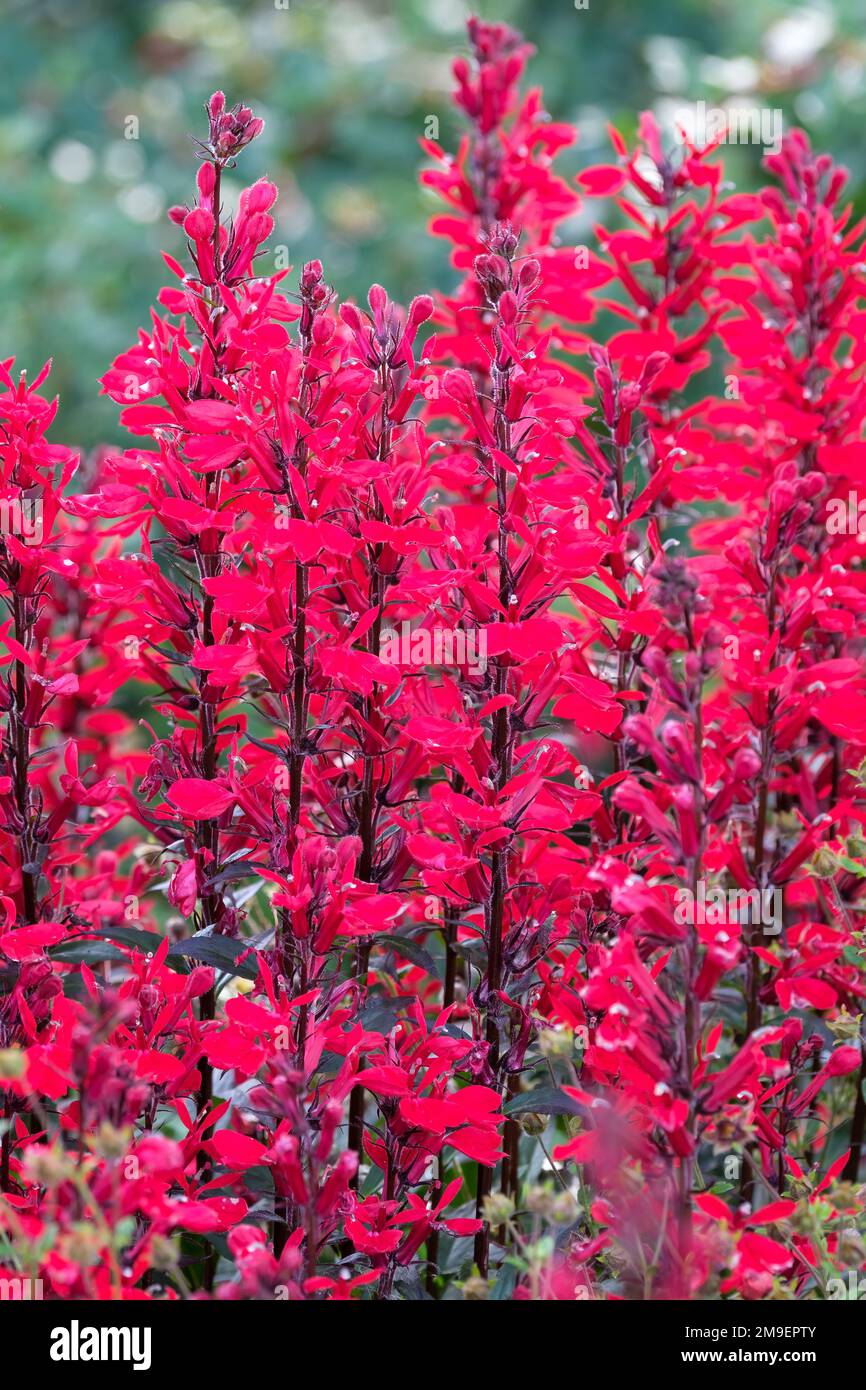 Lobelia speciosa Fan Scarlet, Lobelia Fan Scarlet, Cardinal Flower, Hybrid Lobelia, Fan Series, Scharlachrote Blüten auf aufrechten Stacheln. Stockfoto