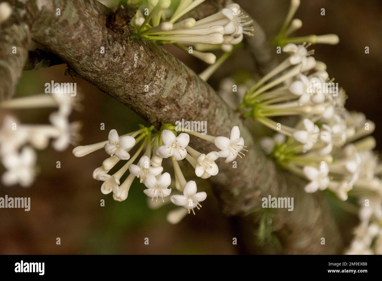 Blüte aus australischem weißen euodia-Baum, melicope Micrococca, weißes Doughwood, das direkt auf Holz wächst. Queensland Garden. Stockfoto