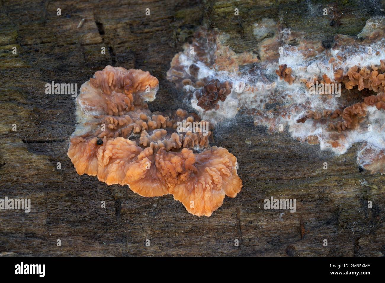 Ungenießbarer Pilz Phlebia radiata auf dem Holz. Bekannt als Spreading Phlebia. Wilde Orangenpilze im Wald. Stockfoto