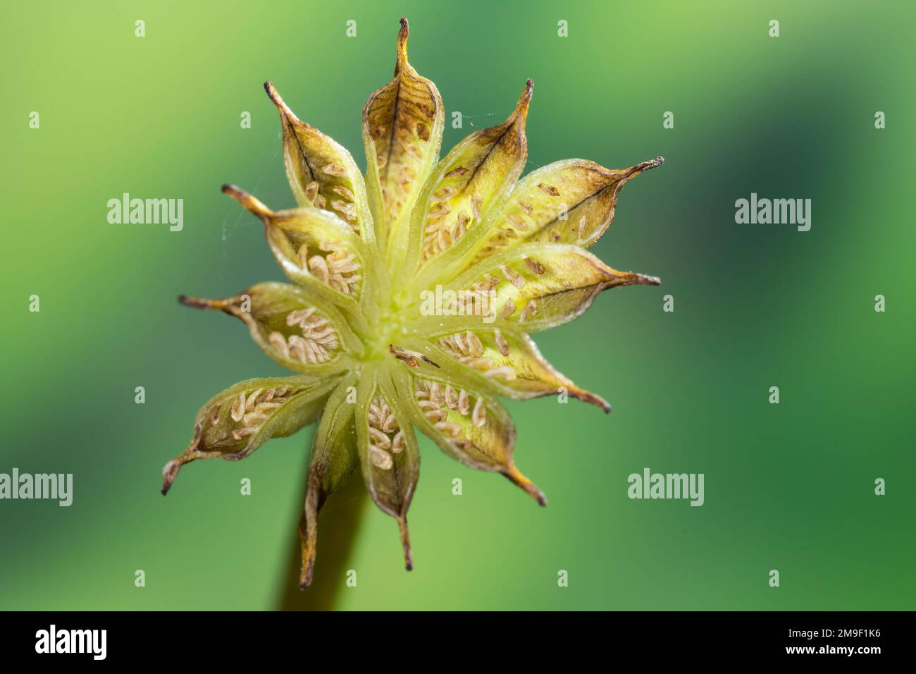 Sumpf-Dotterblume, Sumpfdotterblume, Früchte, Samen, Samenstand, Fruchtstand, gleich, Dotterblume, Caltha palustris, Kingcup, Kingscup, Marsh Marigold, Stockfoto