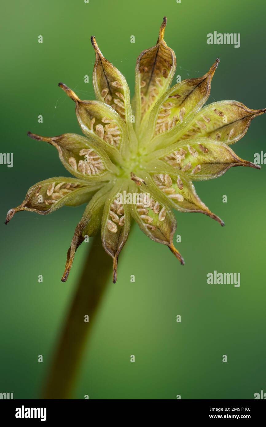 Sumpf-Dotterblume, Sumpfdotterblume, Früchte, Samen, Samenstand, Fruchtstand, gleich, Dotterblume, Caltha palustris, Kingcup, Kingscup, Marsh Marigold, Stockfoto