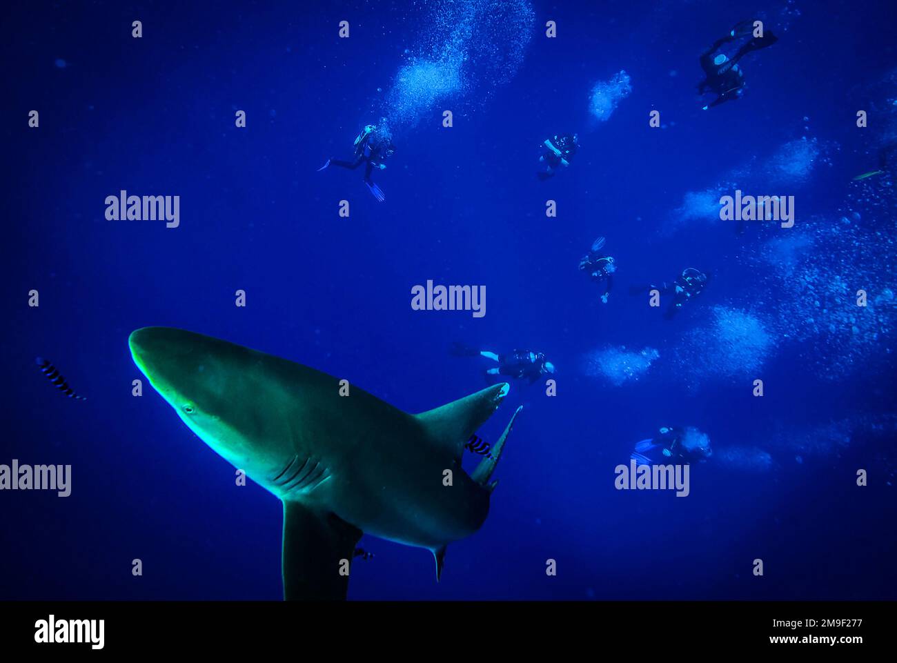 WeißspitzenHochseehai ist am Elphistoneriff im Ägyptischen Roten Meer