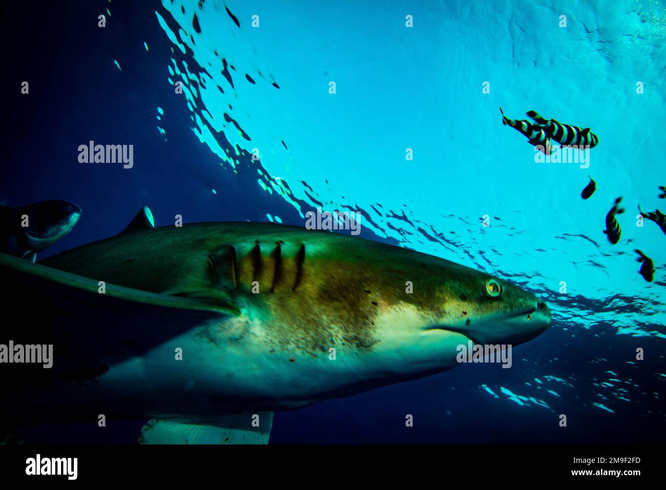 Weißspitzen-Hochseehai ist am Elphistoneriff im Ägyptischen Roten Meer zu sehen. 28-11-2022. Der Weißspitzen-Hochseehai, auch bekannt als Schiffswrack-Hai, Brow Stockfoto