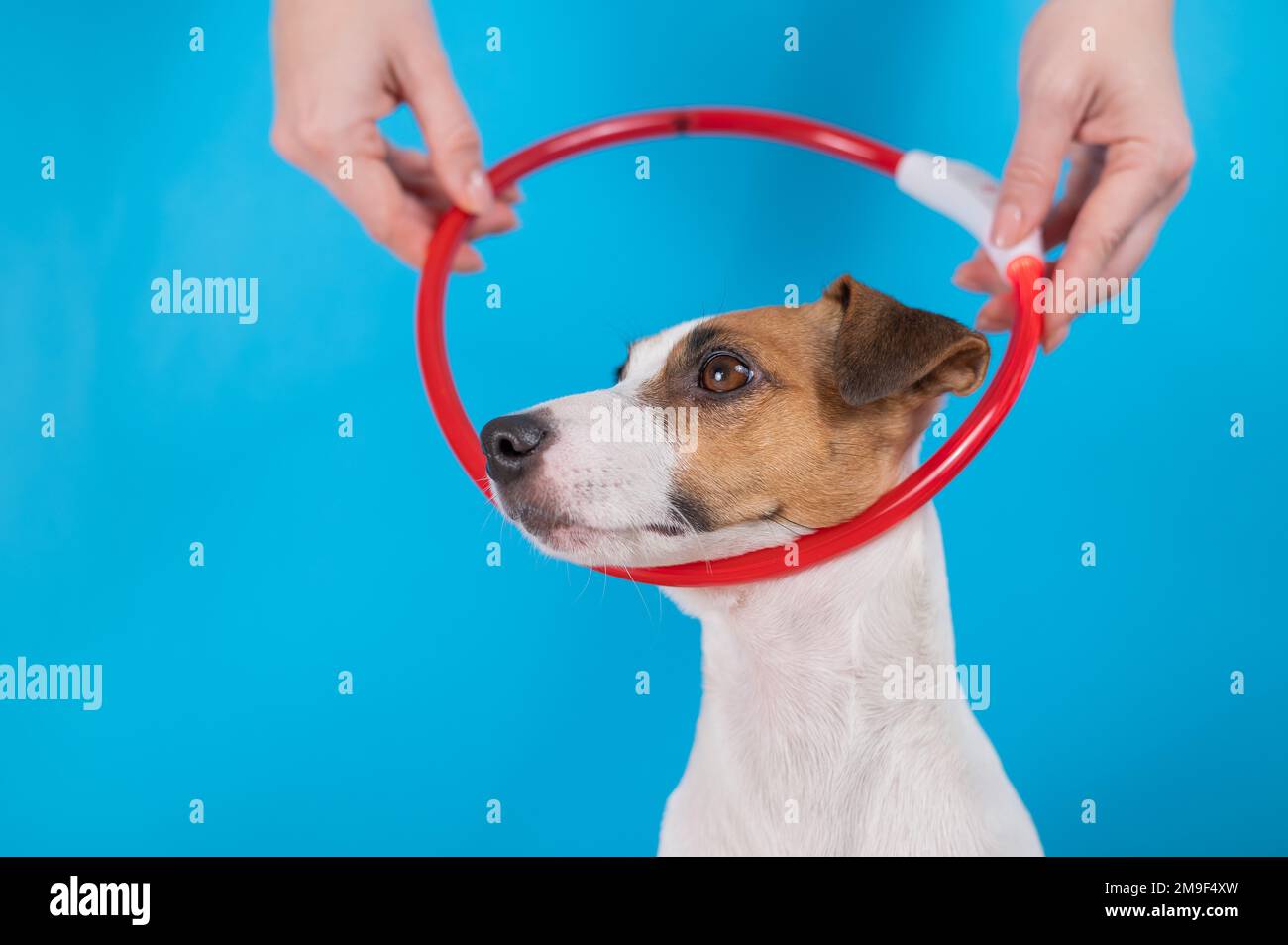 Eine Frau legt ein großes LED-Halsband auf einen Jack russell Terrier Dog auf blauem Hintergrund. Stockfoto
