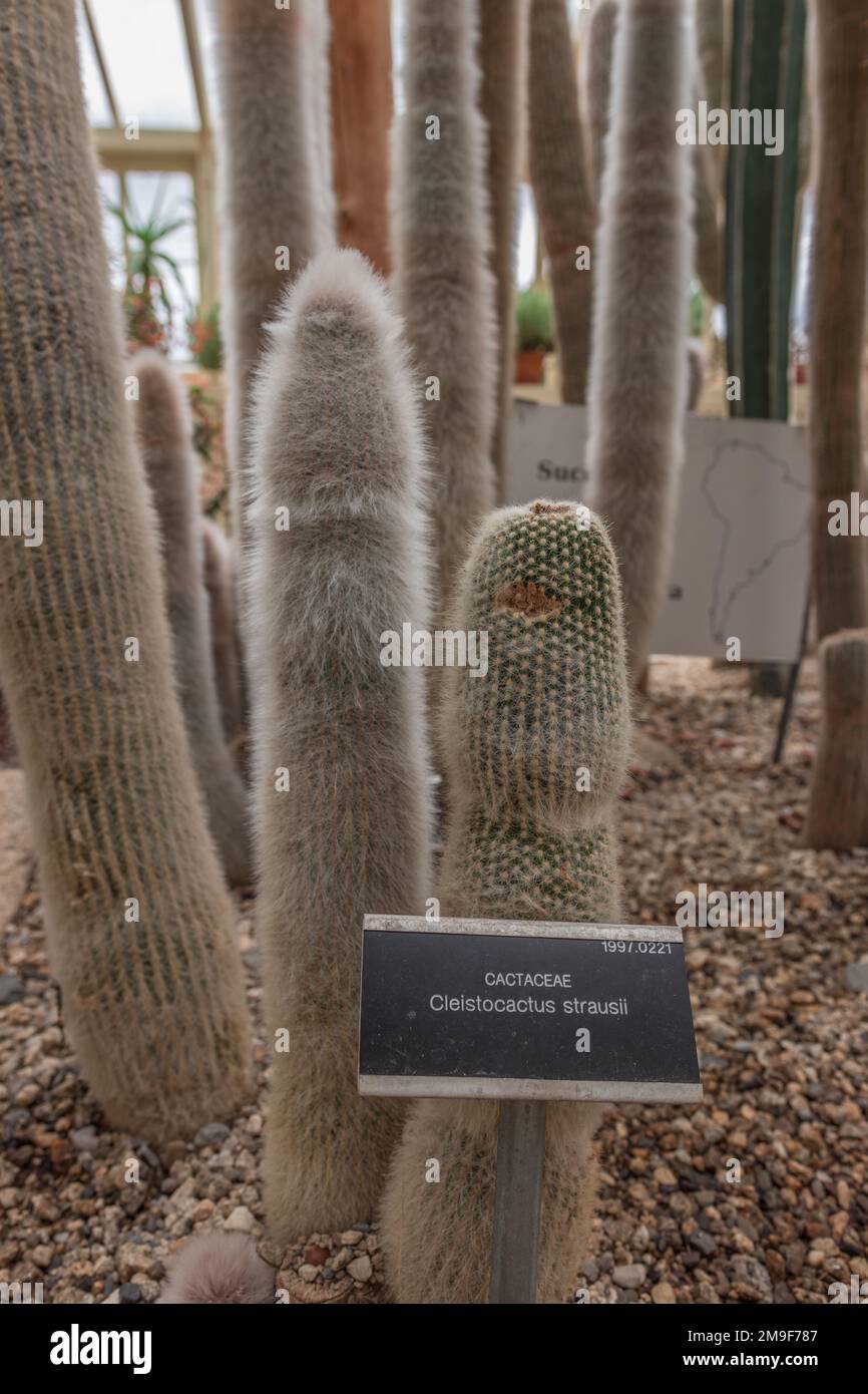 Foilage-Baum Espostoa lanata Pflanzen im National Botanic Garden, vertikaler Schuss Stockfoto