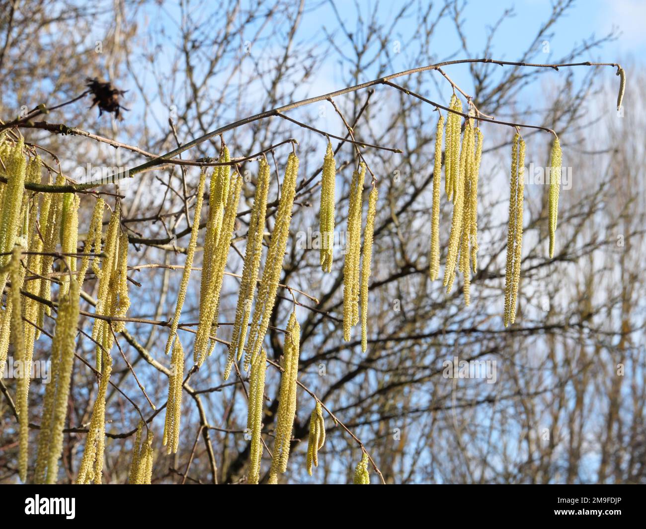 Frische männliche Blumenkatzen aus Haselbusch Corylus avellana im Herbst Stockfoto