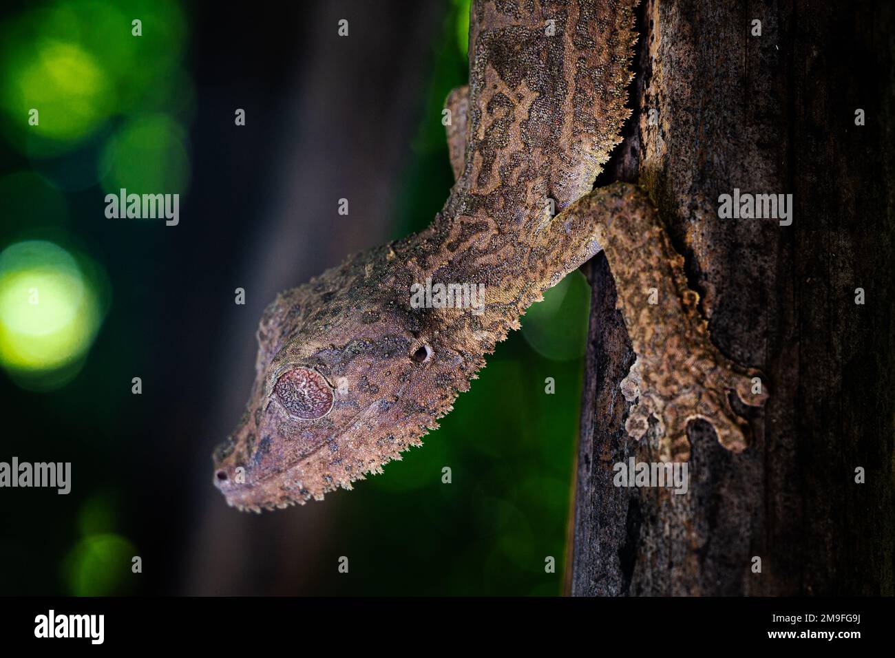 Uroplatus henkeli - Henkels Blattschwanzgecko, Endemide Madagaskars, Naturschutzgebiet von Loko BE, Nosy Be Stockfoto