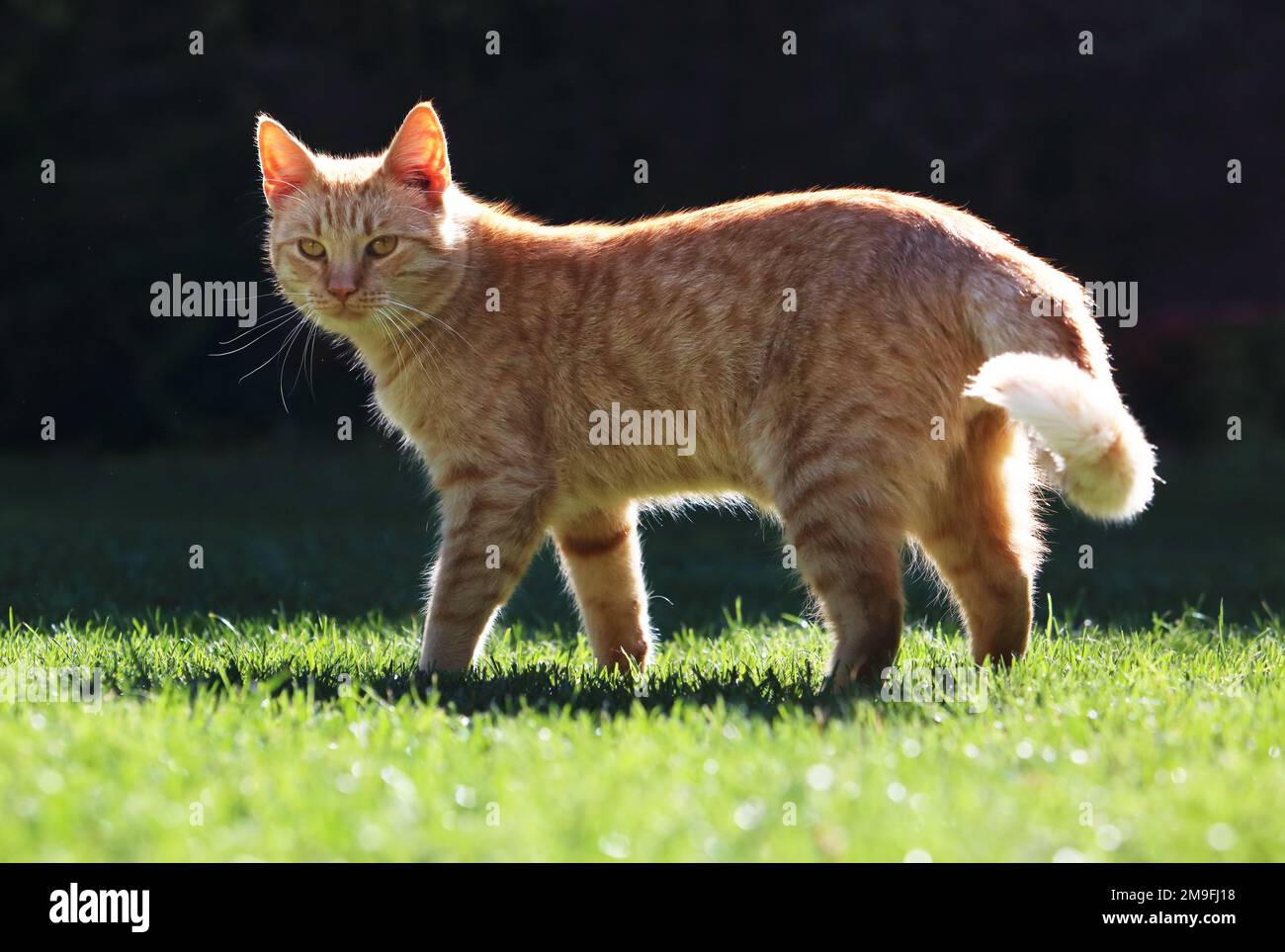 Schöne rostige Katze im Garten. Felis sivestris catus. Stockfoto