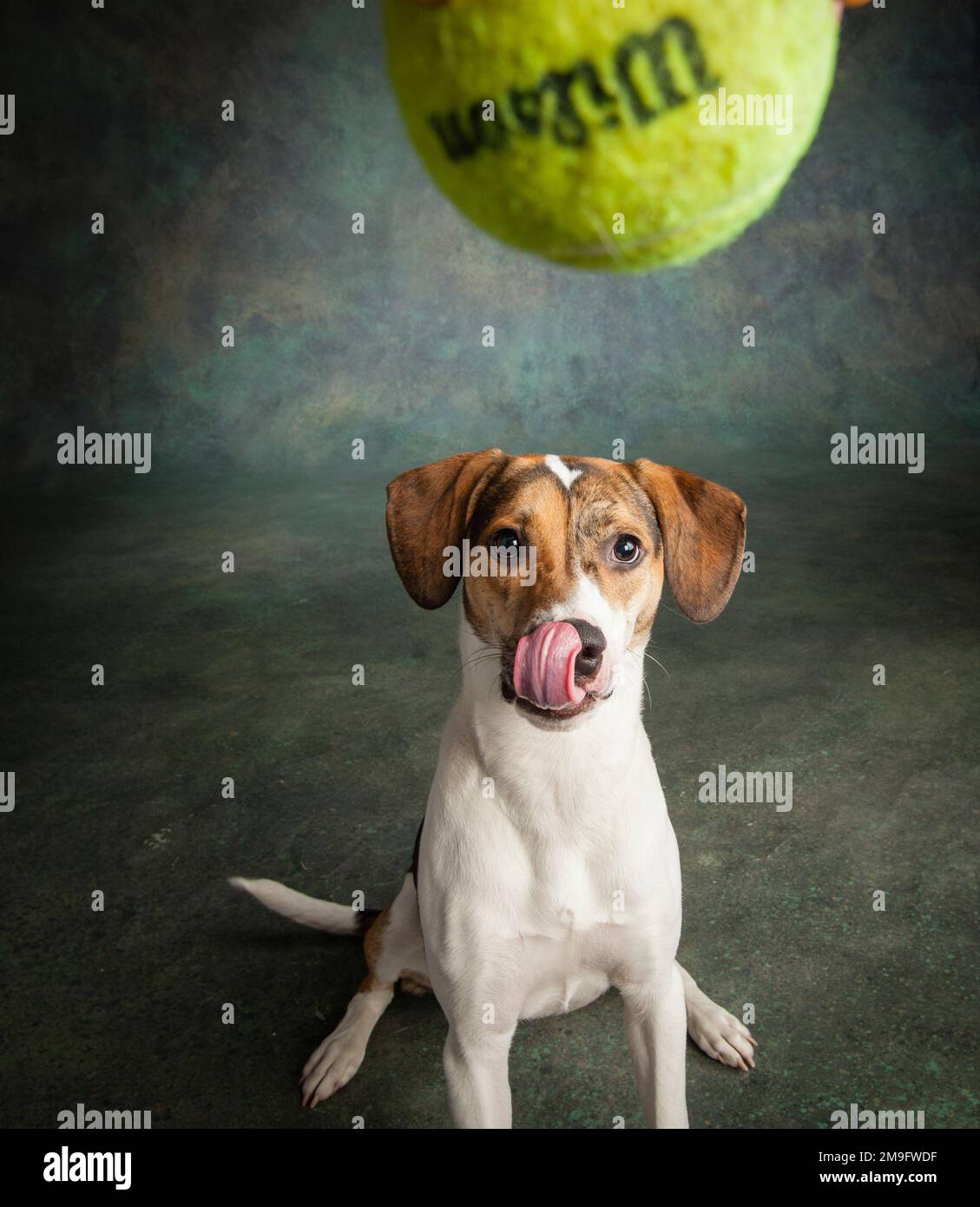 Studio shot gemischte Rasse Hund spielen mit Tennis ball Stockfoto