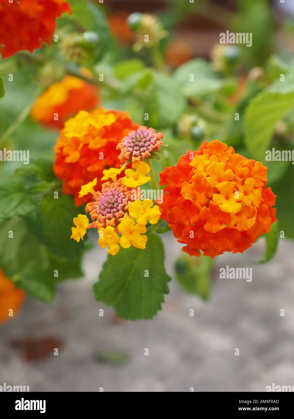 Nahaufnahme von roten, gelben und orangefarbenen Lantana-Camara-Blumensträngen in Dubrovnik, Kroatien an der Adriaküste Stockfoto
