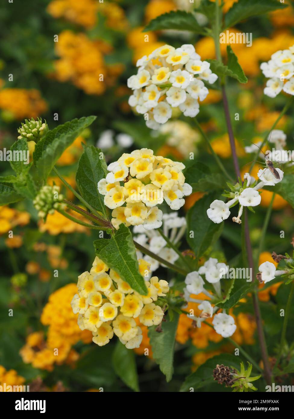 Nahaufnahme der weißen und gelben Lantana Camara Blumensträuße in Dubrovnik, Kroatien an der Adriaküste Stockfoto