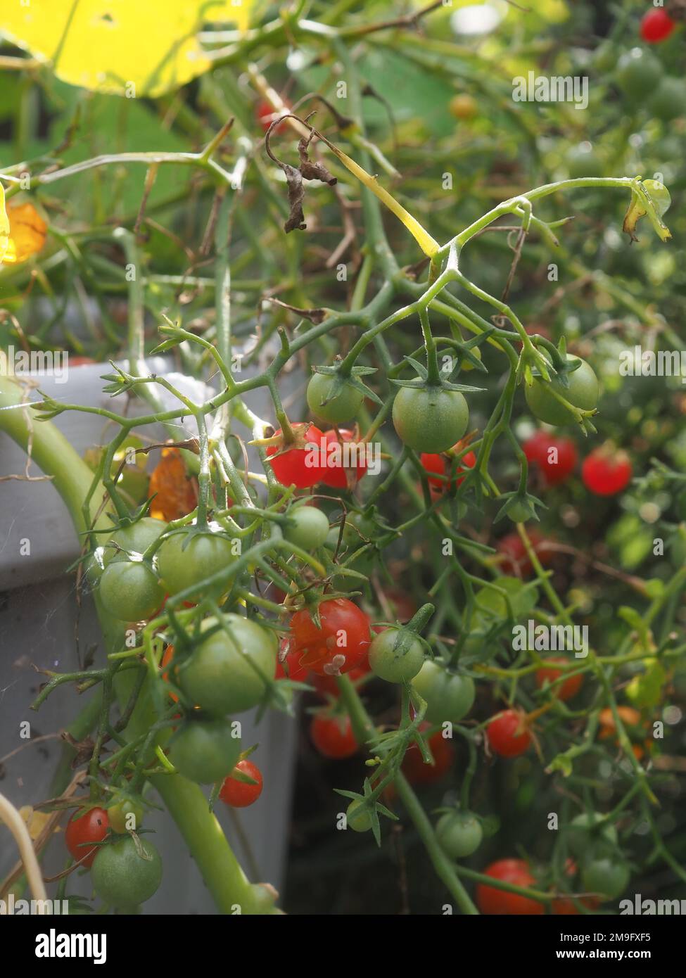 Nahaufnahme der Tomatenpflanze „Mikrokirsche“, die in einem Behälter (Solanum lycopersicum) mit Früchten mit unterschiedlichem Reifegrad wächst Stockfoto