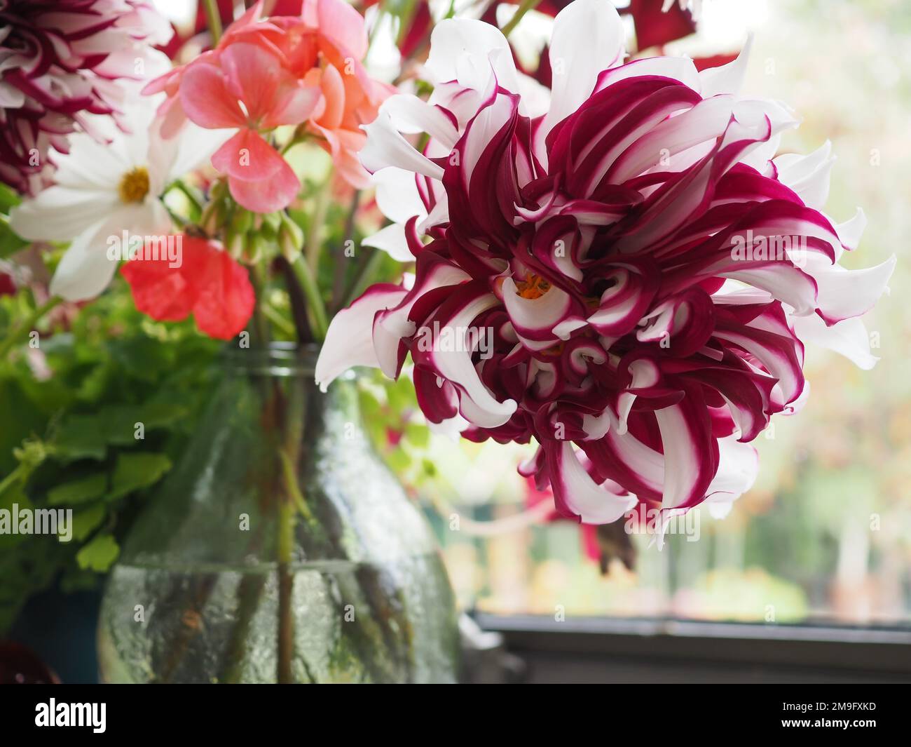 Nahaufnahme einer geschnittenen Dahlia „Tartan“-Blume in einer Vase auf einer Fensterbank Stockfoto