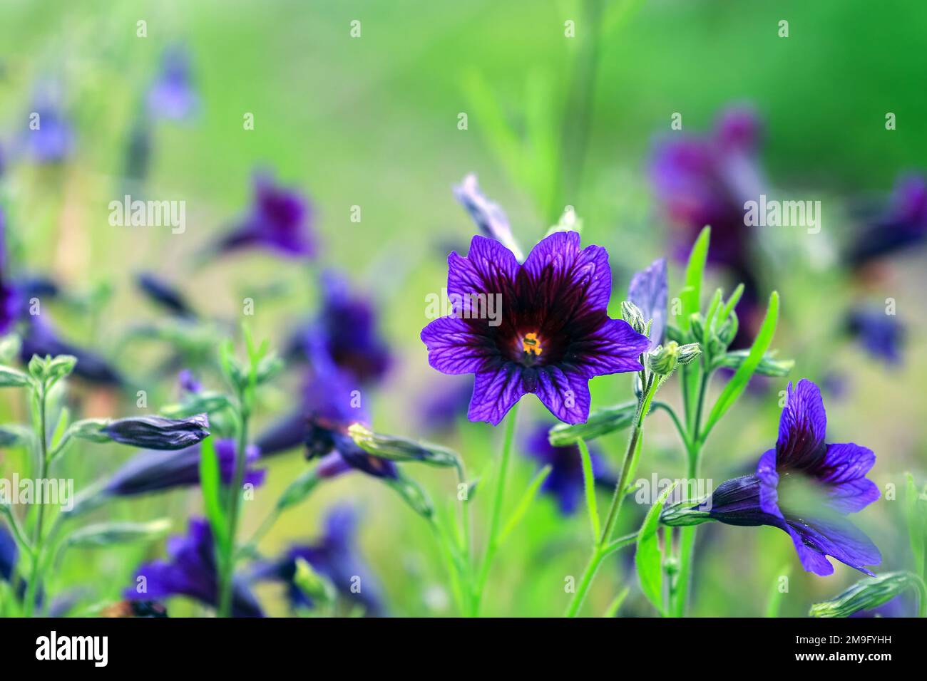 Salpiglossis sinuata, die bemalte Zunge, die Muschelrohrzunge, die samtige Trompetenblume, ist eine blühende Pflanze, die zur Unterfamilie Cestroideae gehört Stockfoto