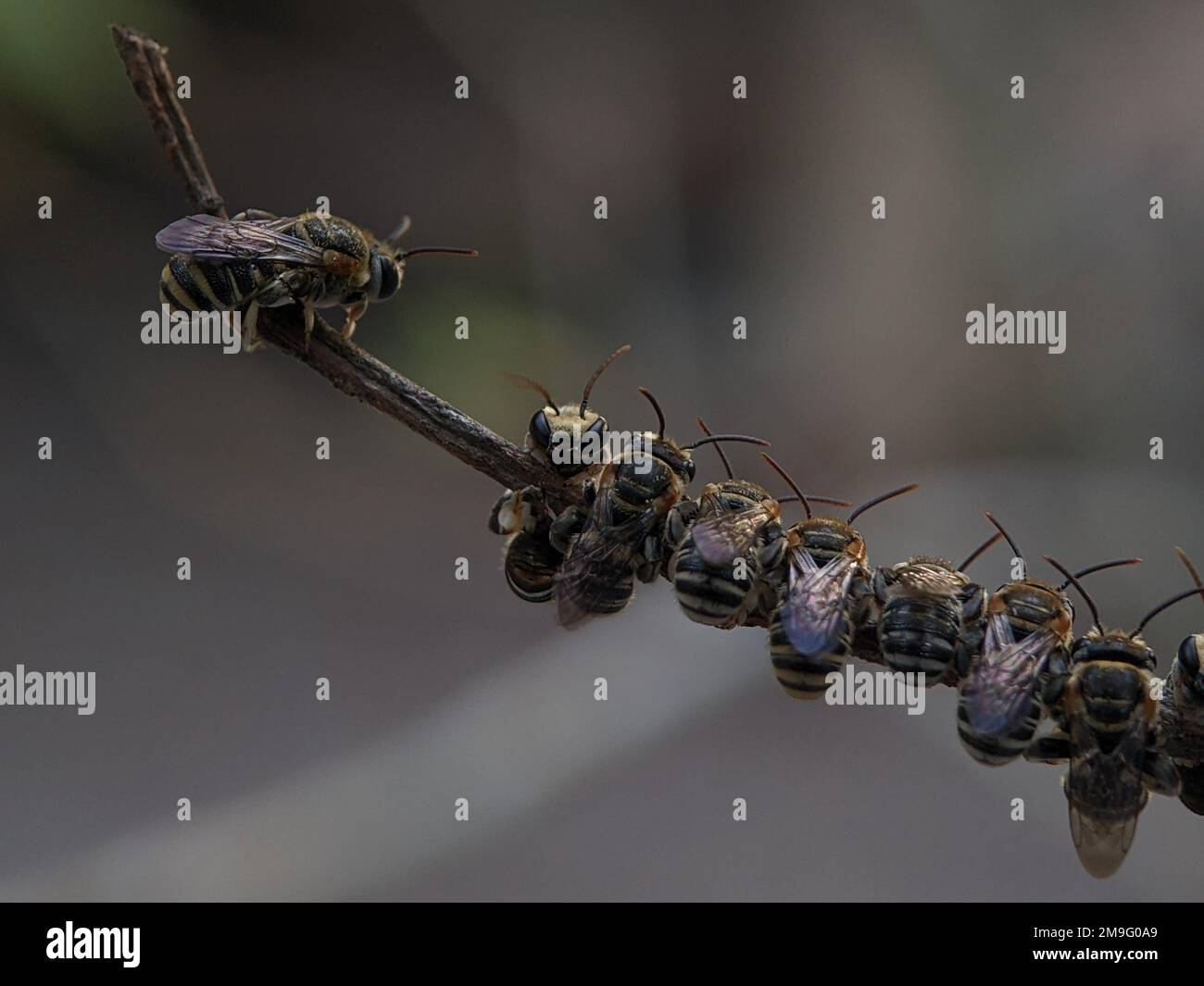 Lipotriches ist eine große Gattung von Schweißbienen der Familie Halictidae, die weit verbreitet ist in der östlichen Hemisphäre, aber nicht in Europa. Stockfoto