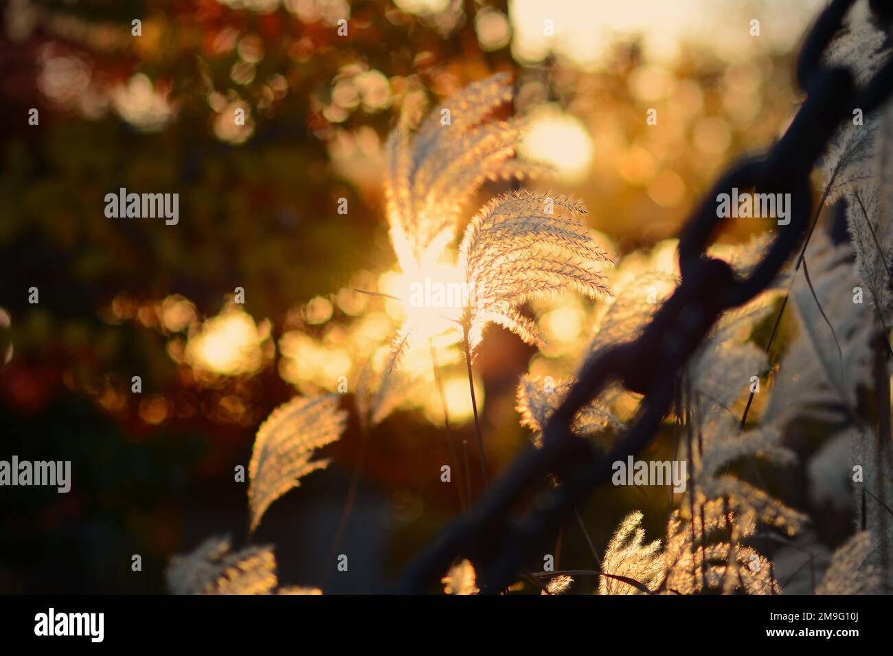 Ein Nahaufnahme von zersplittertem Gras gegen das strahlende Sonnenlicht bei einem wunderschönen Sonnenuntergang Stockfoto