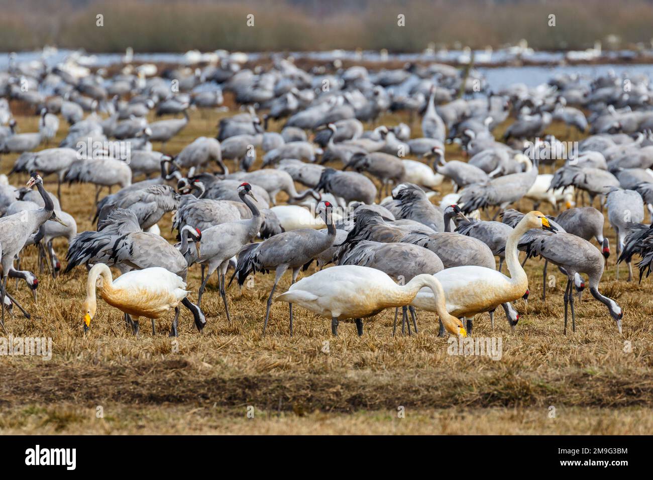 Singschwäne und Kraniche in einer großen Herde in der Feder Stockfoto