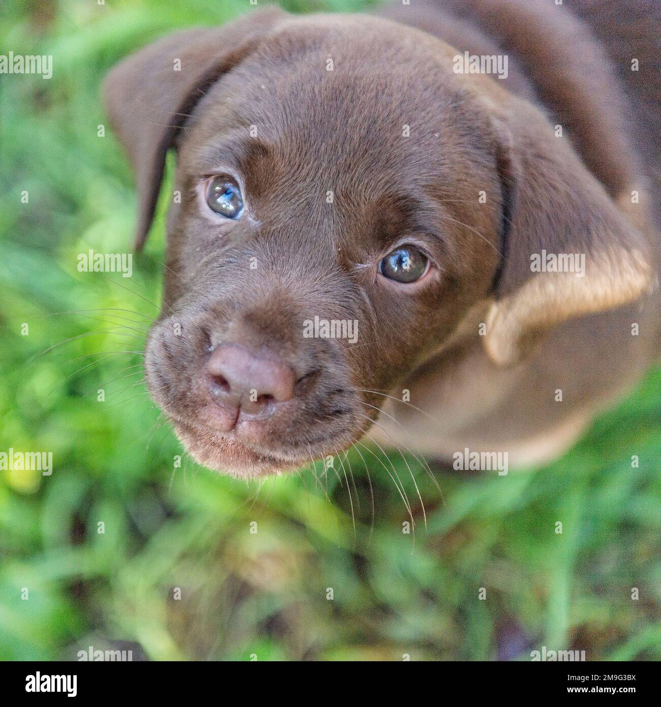 Schokoladen-labrador, Hündchen Stockfoto