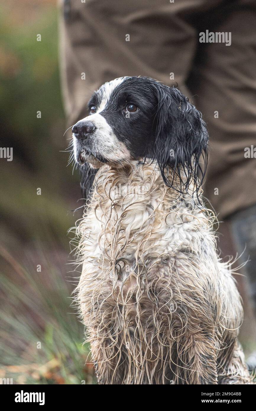 Englisch Springer Spaniel Stockfoto
